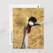 Carte postale Grue Couronnée d'Afrique de l'Est (Devant / Derrière)