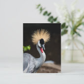 Carte Postale Grue d'Afrique de l'Est (Debout devant)