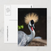 Carte Postale Grue d'Afrique de l'Est (Devant / Derrière)