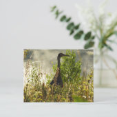 Carte Postale Grue de Sandhill à Moose Ponds à Grand Teton (Debout devant)