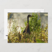 Carte Postale Grue de Sandhill à Moose Ponds à Grand Teton (Devant / Derrière)