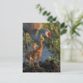 Carte Postale Grue de Sandhill avec poussins, Floride (Debout devant)