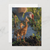 Carte Postale Grue de Sandhill avec poussins, Floride (Devant / Derrière)