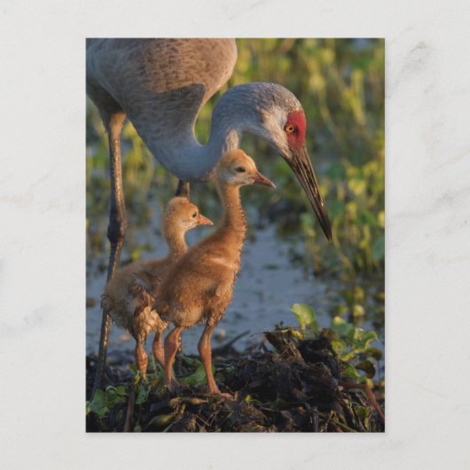 Carte Postale Grue de Sandhill avec poussins, Floride (Devant)