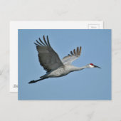 Carte Postale Grue de Sandhill en vol (Devant / Derrière)