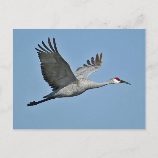 Carte Postale Grue de Sandhill en vol (Devant)
