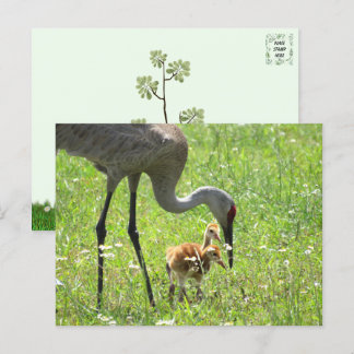 Carte Postale Grue de Sandhill et 2 Colts (poussin)