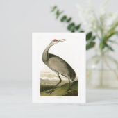 Carte Postale Grue de Sandhill John James Audubon Oiseaux d'Amér (Debout devant)