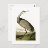 Carte Postale Grue de Sandhill John James Audubon Oiseaux d'Amér (Devant / Derrière)