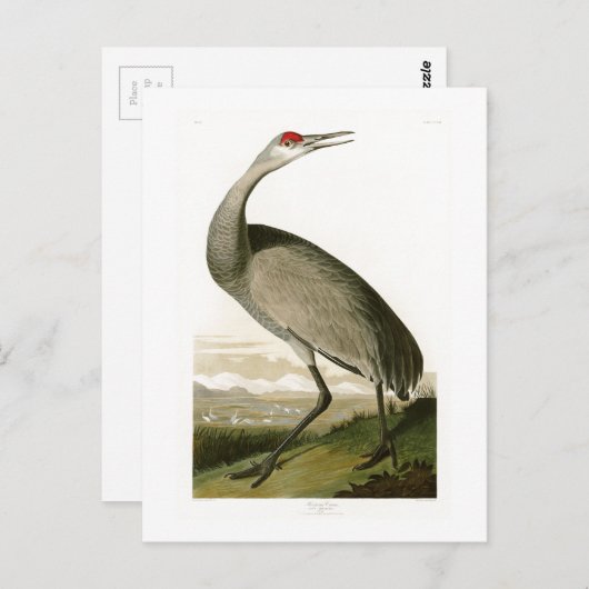 Carte Postale Grue de Sandhill John James Audubon Oiseaux d'Amér (Devant / Derrière)