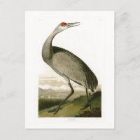 Grue de Sandhill John James Audubon Oiseaux d'Amér