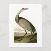 Carte Postale Grue de Sandhill John James Audubon Oiseaux d'Amér (Devant)