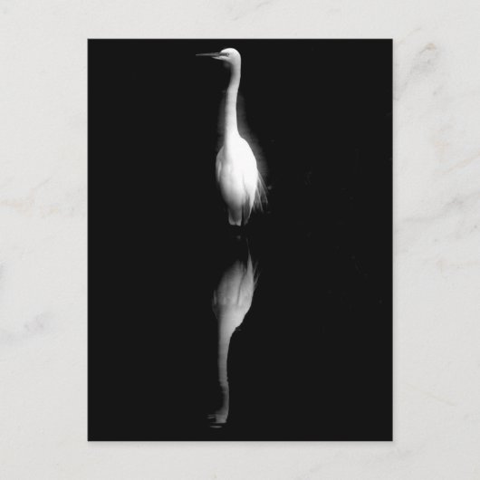 Carte Postale Grue noire et blanche (Devant)