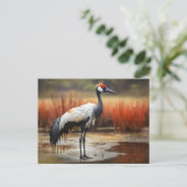 Carte Postale Grue Red Crowned debout sur l'eau (Debout devant)
