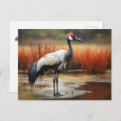 Carte Postale Grue Red Crowned debout sur l'eau (Devant / Derrière)