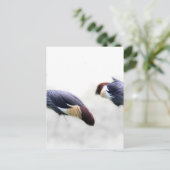 Carte Postale grue royale ailes oiseaux plumes (Debout devant)