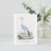 Carte Postale Grue Stanley (1777-1786) (Debout devant)