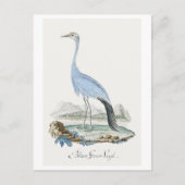Carte Postale Grue Stanley (1777-1786) (Devant)