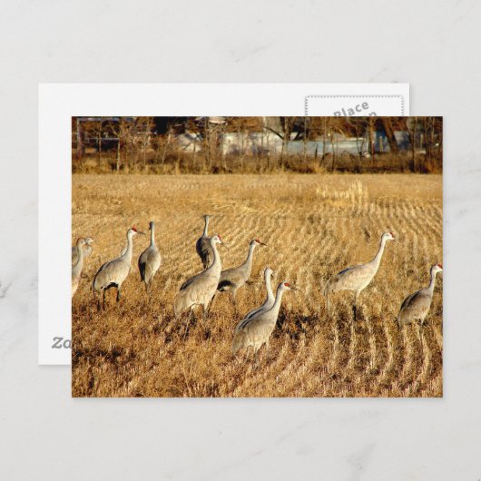 Carte Postale Grues à sable (Devant / Derrière)