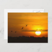 Carte Postale Grues au lever du soleil (Devant / Derrière)
