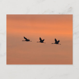 Carte Postale Grues au lever du soleil