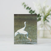 Carte Postale Grues blanches (Debout devant)