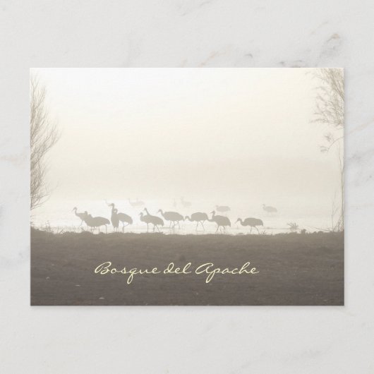 Carte Postale Grues dans la brume Bosque del Apache (Devant)