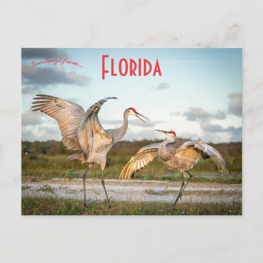 Carte Postale Grues de Sandhill à Boynton Beach Floride (Devant)