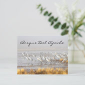 Carte Postale Grues de Sandhill, Bosque del Apache (Debout devant)