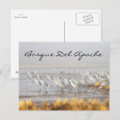 Carte Postale Grues de Sandhill, Bosque del Apache (Devant / Derrière)