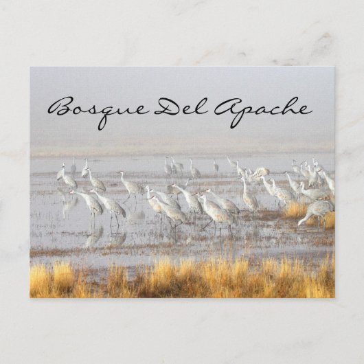 Carte Postale Grues de Sandhill, Bosque del Apache (Devant)