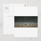 Carte Postale Grues de Sandhill dans le marais printanier du déb (Devant / Derrière)