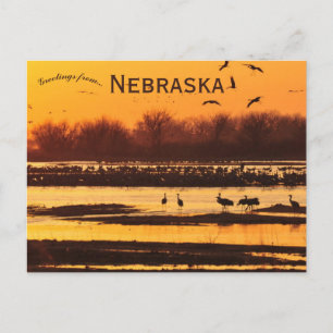 Carte Postale Grues de Sandhill sur Platte River Centre Nebraska