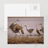 Carte Postale Grues du Canada Grus canadensis) Platte (Devant / Derrière)