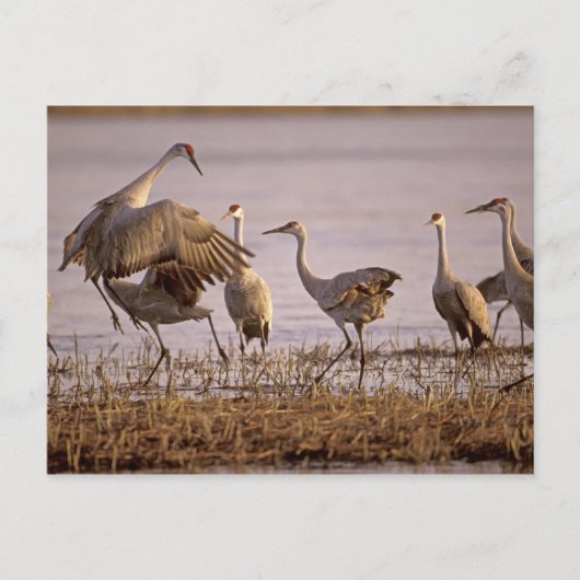 Carte Postale Grues du Canada Grus canadensis) Platte (Devant)