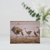 Carte Postale Grues du Canada Grus canadensis) Platte (Debout devant)