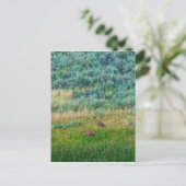 Carte Postale Grues Sandhill (Debout devant)