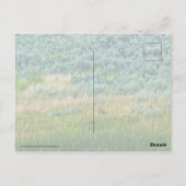 Carte Postale Grues Sandhill (Dos)