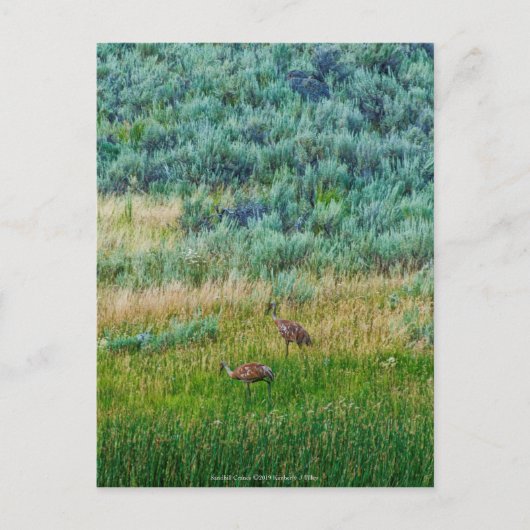 Carte Postale Grues Sandhill (Devant)