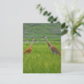 Carte Postale Grues Sandhill (Debout devant)