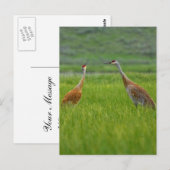 Carte Postale Grues Sandhill (Devant / Derrière)