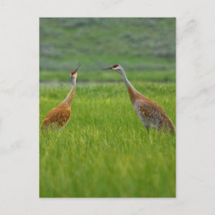 Carte Postale Grues Sandhill