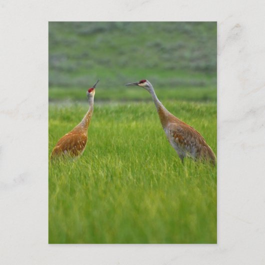 Carte Postale Grues Sandhill (Devant)