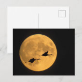 Carte Postale Grues Sandhill | Réserve nationale de faune (Devant / Derrière)