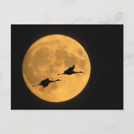 Carte Postale Grues Sandhill | Réserve nationale de faune (Devant)