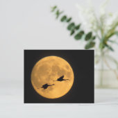 Carte Postale Grues Sandhill | Réserve nationale de faune (Debout devant)