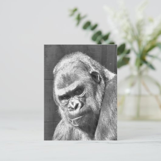 CARTE POSTALE GRUMPY GORILLA (Debout devant)