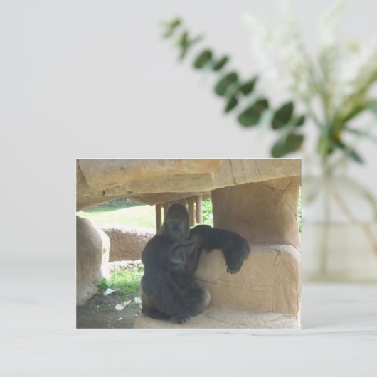 Carte Postale Grumpy Gorilla (Debout devant)