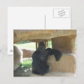 Carte Postale Grumpy Gorilla (Devant / Derrière)