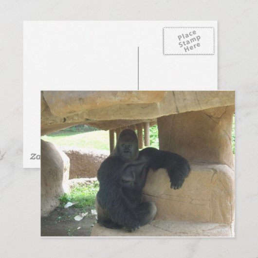 Carte Postale Grumpy Gorilla (Devant / Derrière)